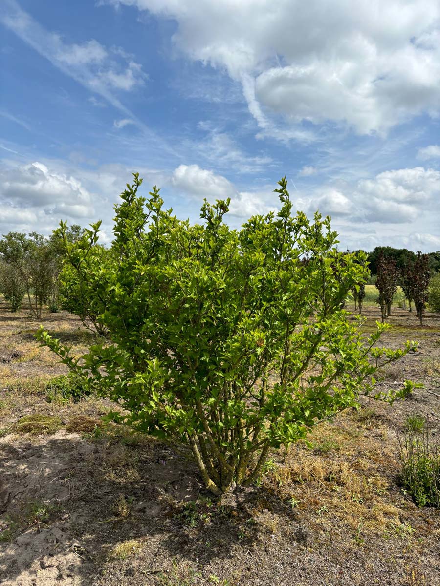 Hibiscus syriacus 'Maike' meerstammig / struik struik