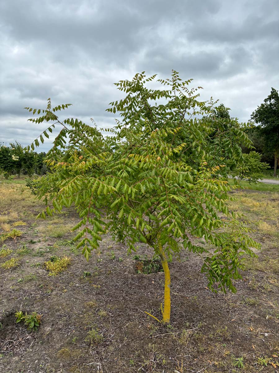 Koelreuteria paniculata solitair solitair