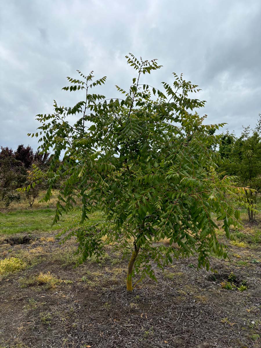 Koelreuteria paniculata solitair solitair