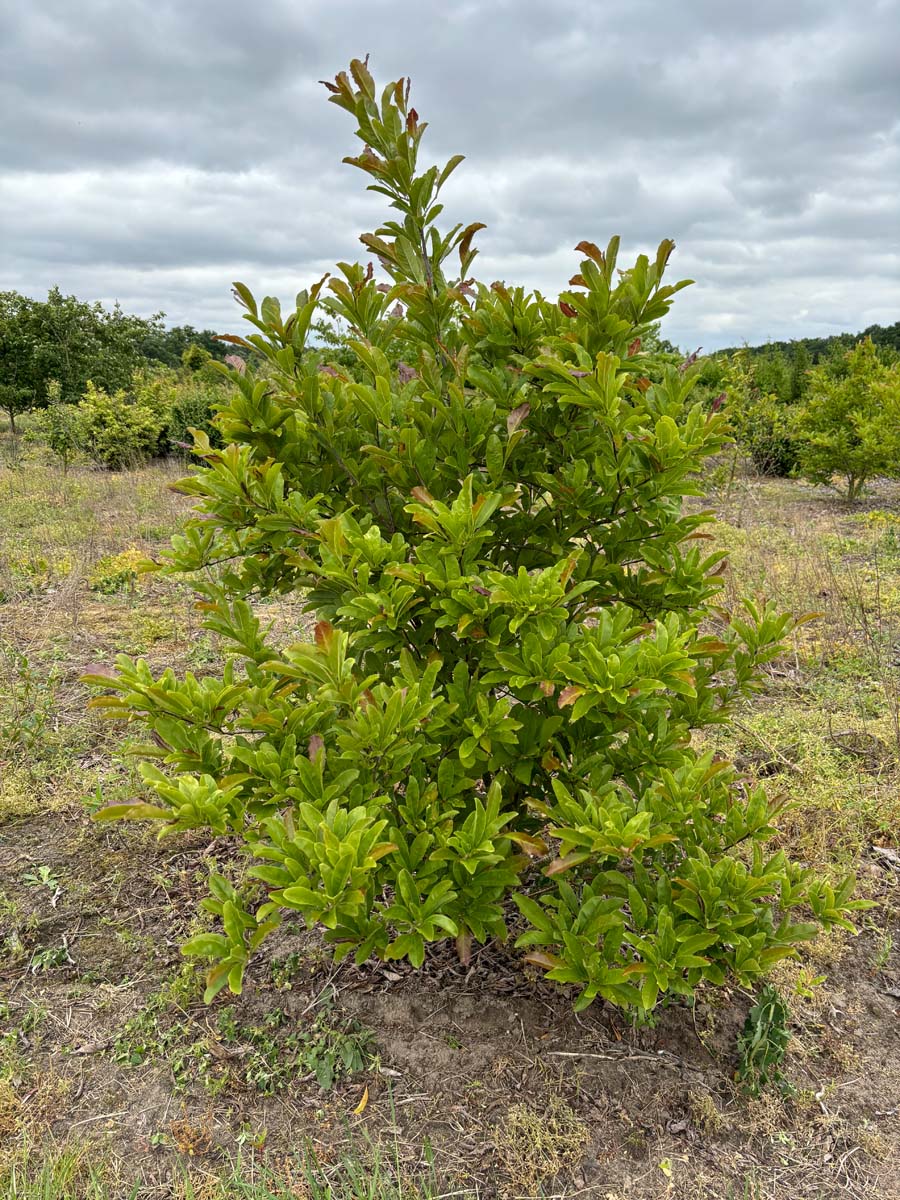Magnolia 'Galaxy' meerstammig / struik meerstammig