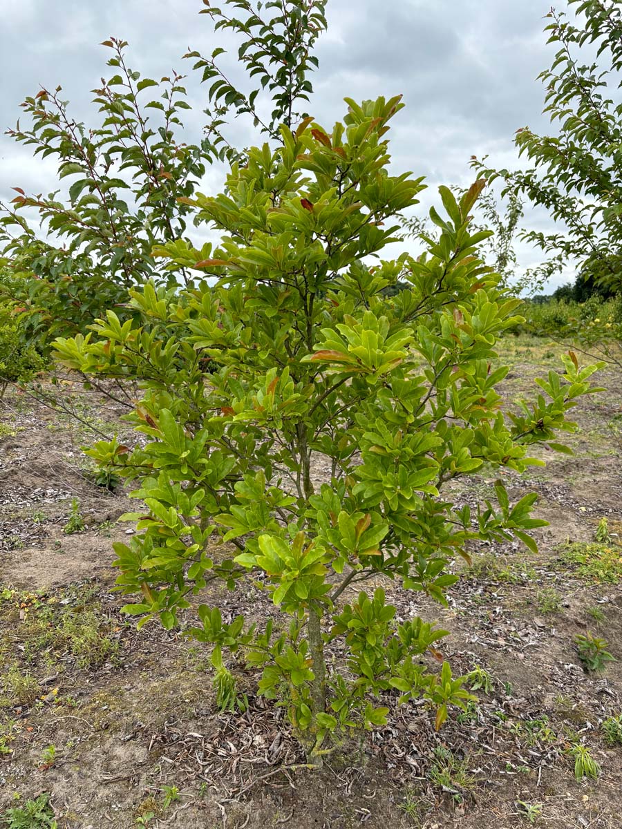 Magnolia 'Galaxy' meerstammig / struik meerstammig