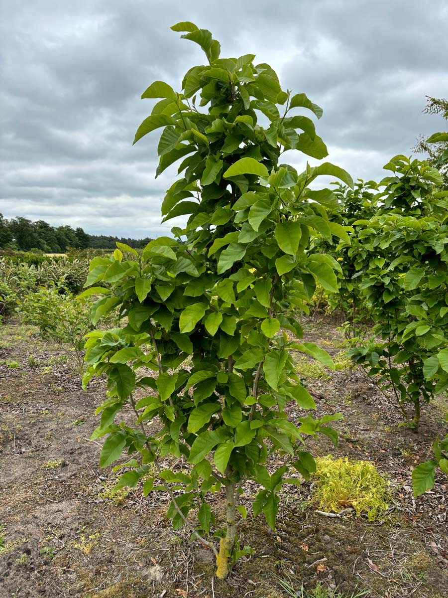 Magnolia 'Red Lucky' meerstammig / struik meerstammig
