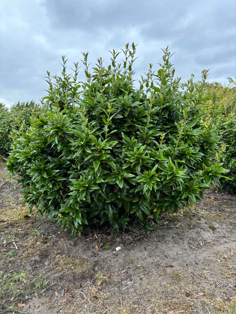 Mahoberberis 'Dart's Desire' meerstammig / struik struik