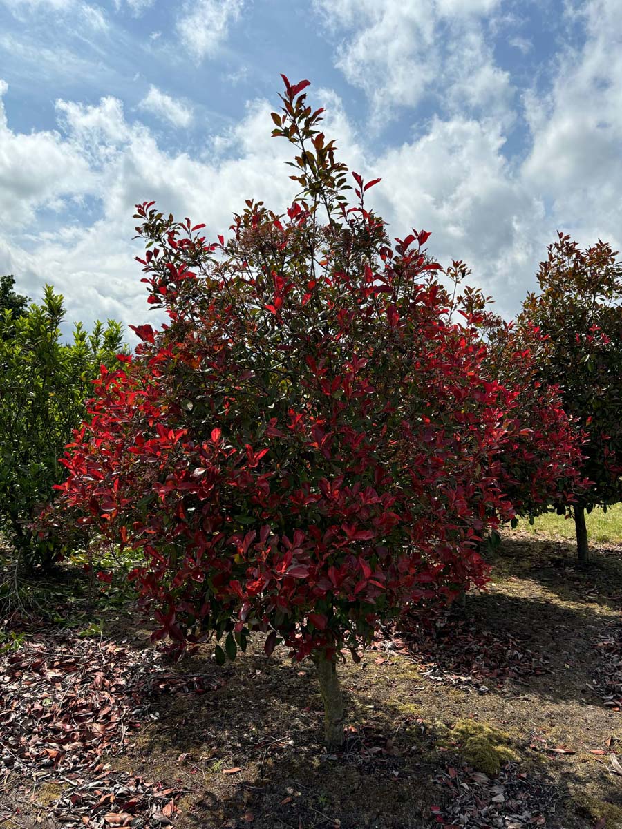 Photinia fraseri 'Red Robin' Solitär