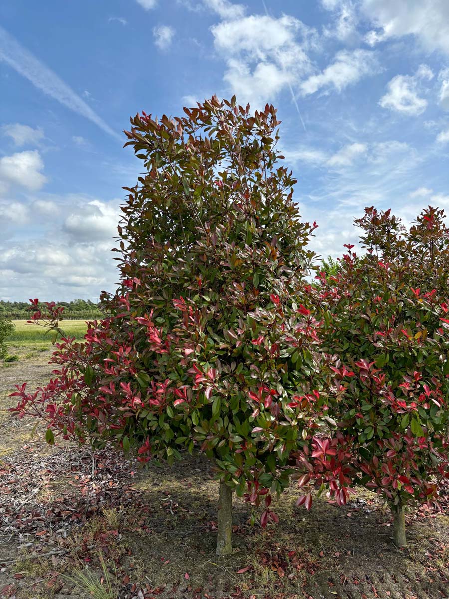 Photinia fraseri 'Red Robin' solitair solitair