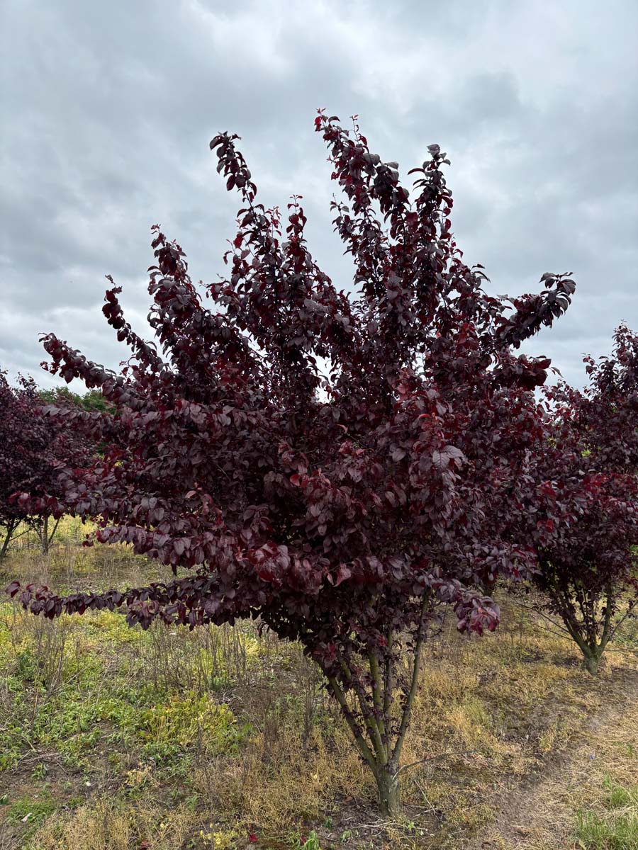 Prunus cerasifera 'Nigra' solitair solitair
