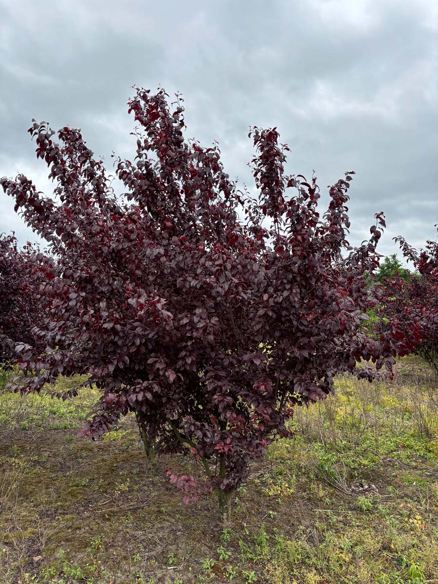 Prunus cerasifera 'Nigra' solitair solitair