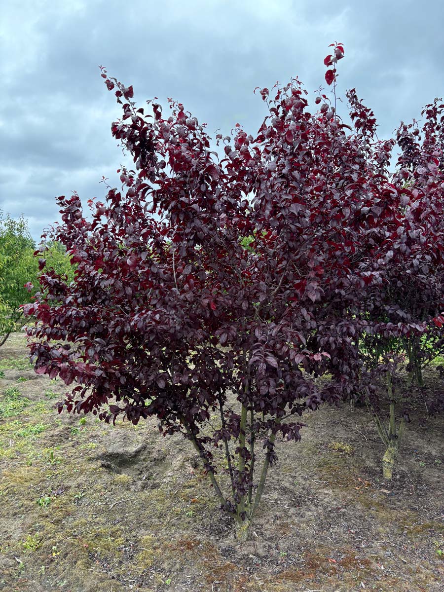 Prunus cerasifera 'Nigra' solitair solitair
