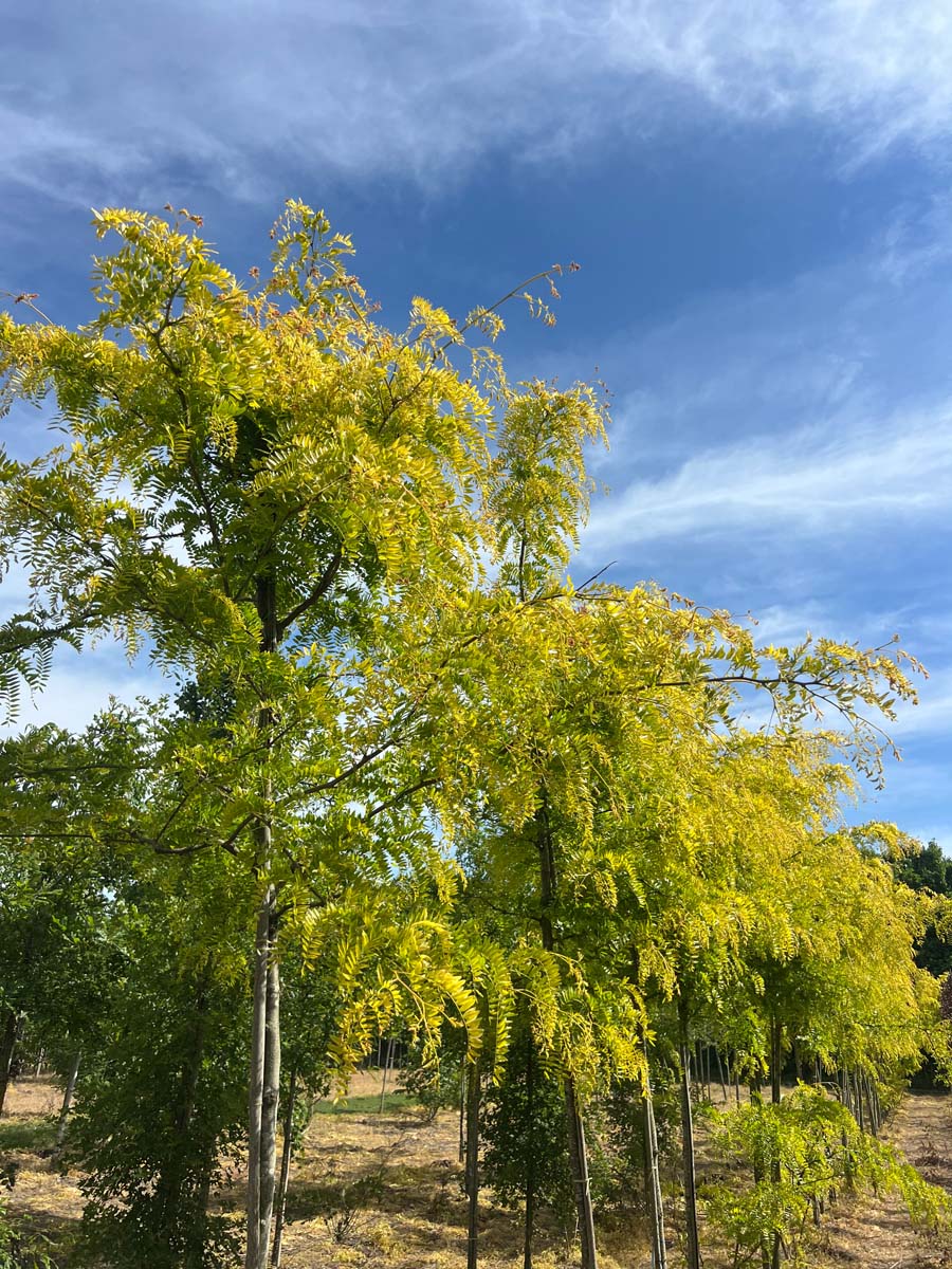 GLTSUNBU14-16HODR stamomtrek 14-16