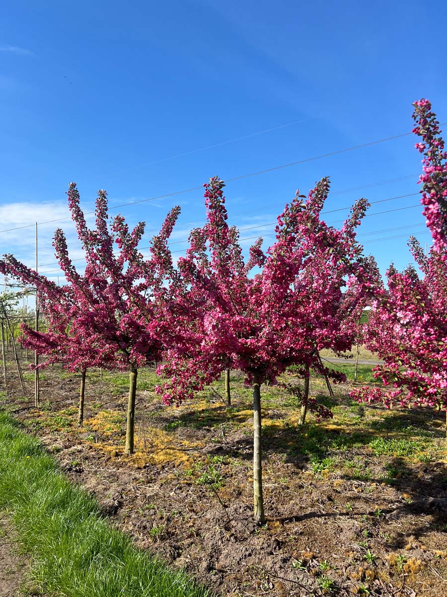 MAIMAGIC20-25HADR120STAM stamomtrek 25-30