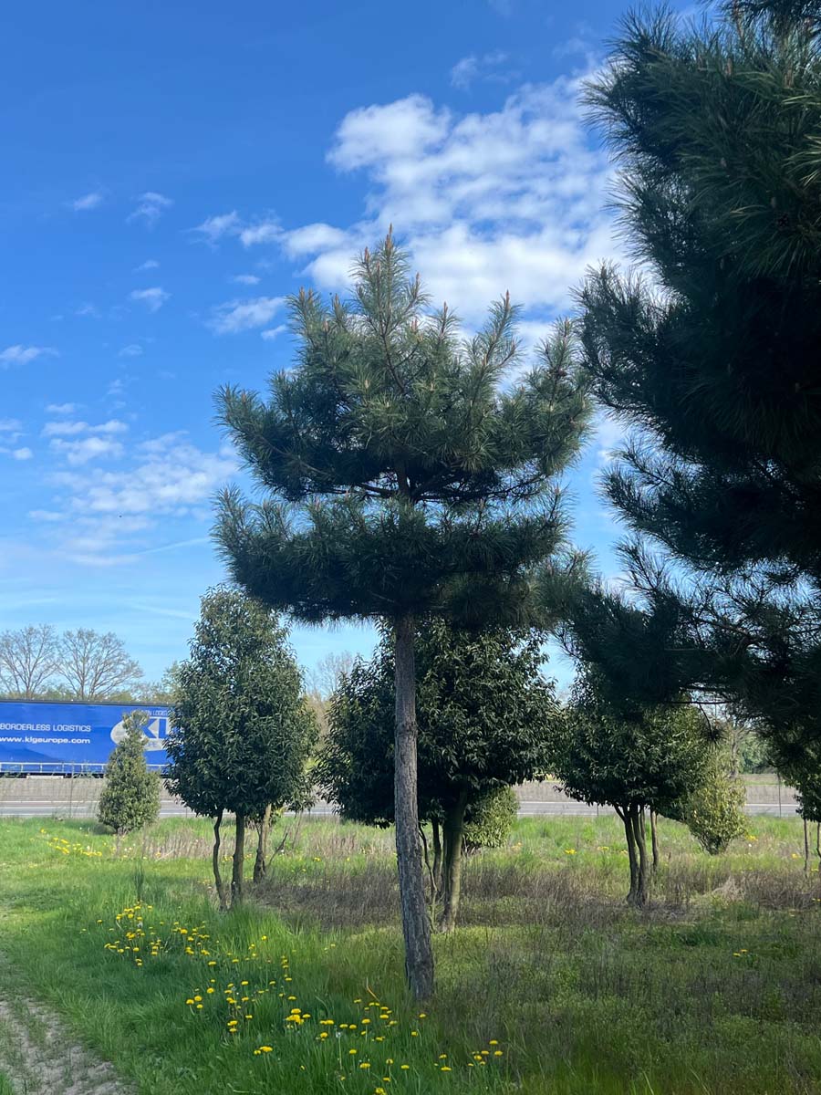 PINNIGRA35-40HODR250STAM stamomtrek 35-40