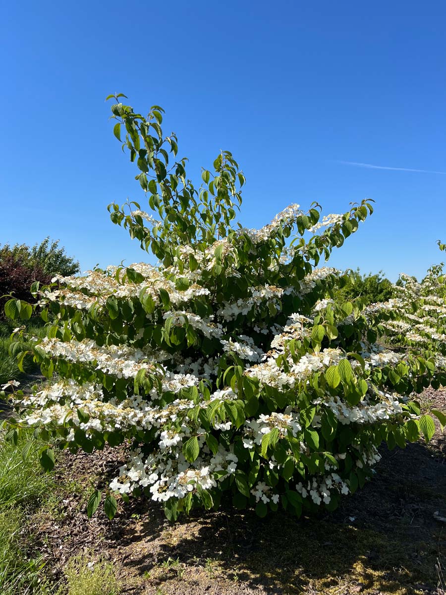 VIPMARIE125-150KLSTR hoogte 125-150