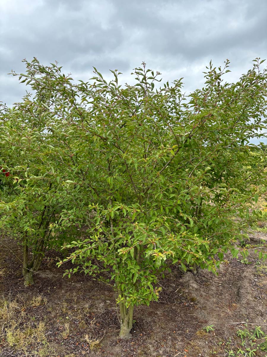 Prunus 'The Bride' solitair solitair