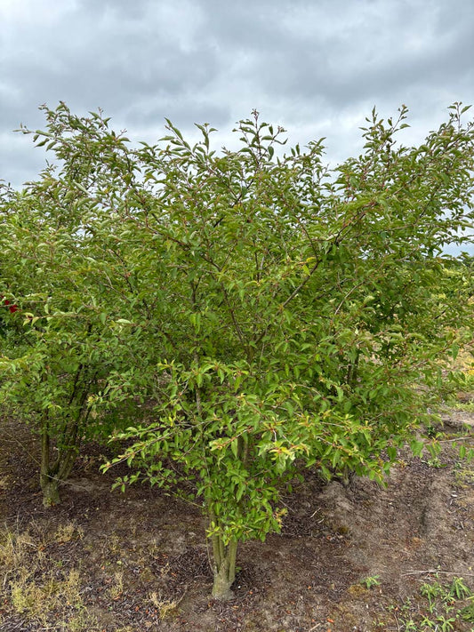 Prunus 'The Bride' solitair solitair