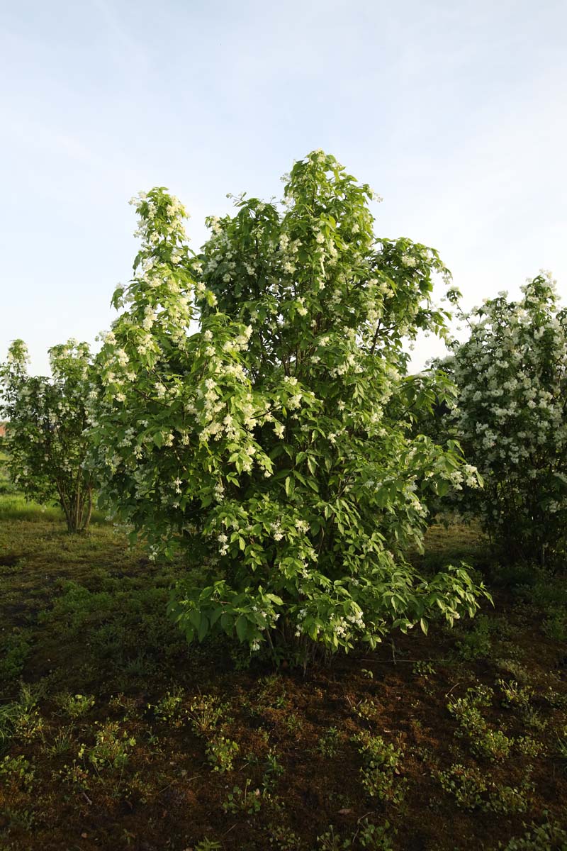 Staphylea coulombieri meerstammig / struik struik