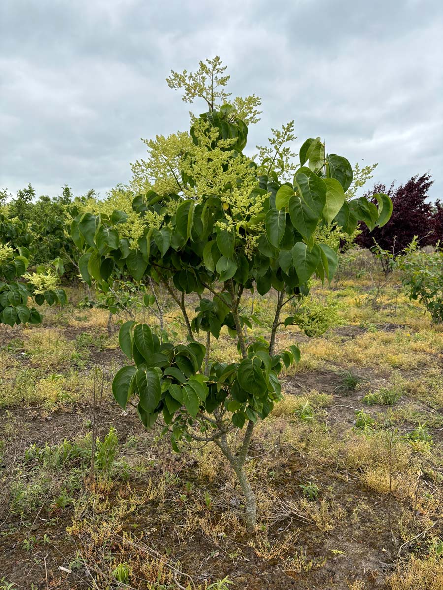 Syringa reticulata 'Tjeu' solitair
