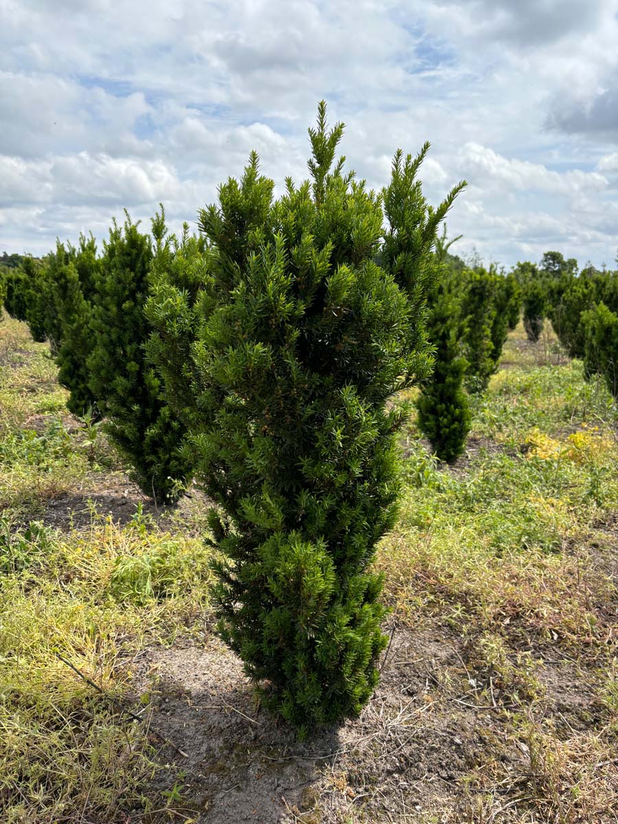 Taxus media 'Hillii' solitair