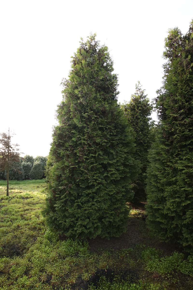 Thuja occidentalis 'Brabant' solitair solitair