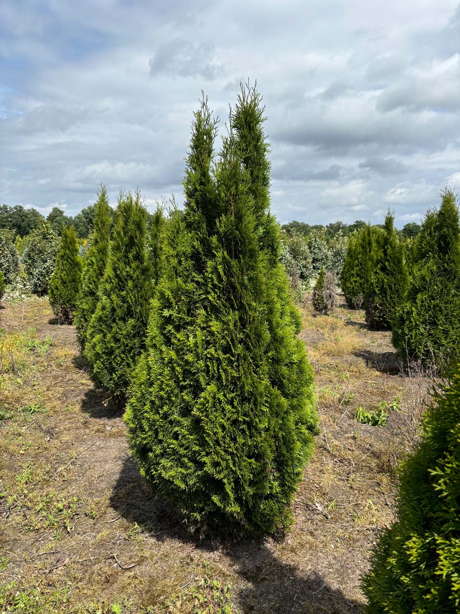 Thuja occidentalis 'Smaragd' solitair solitair