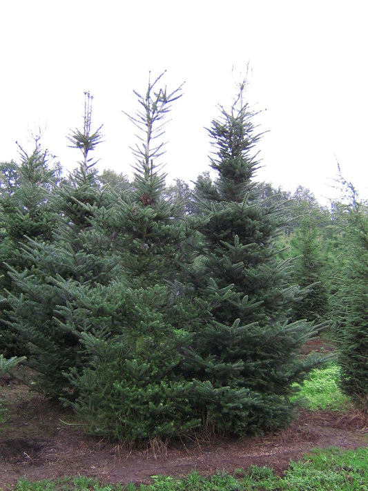 Abies koreana solitair solitair