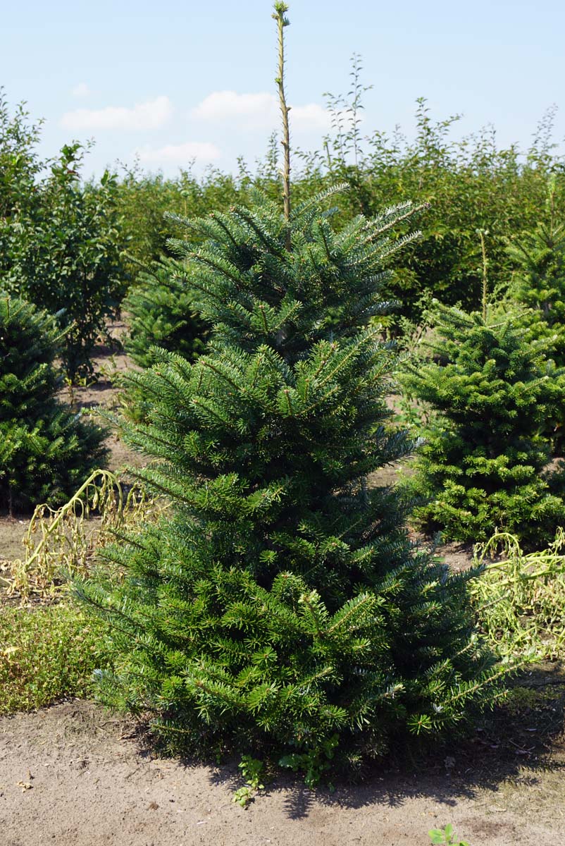 Abies koreana solitair solitair
