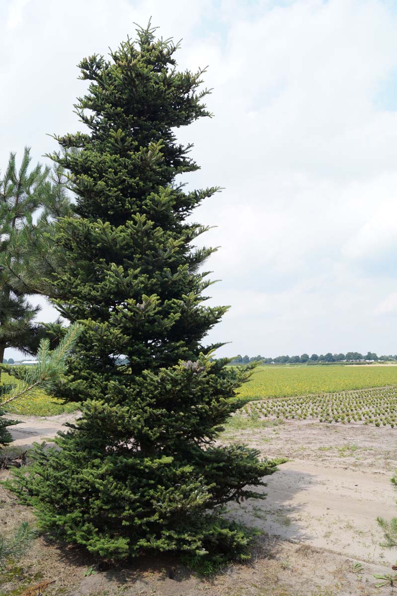Abies koreana solitair solitair