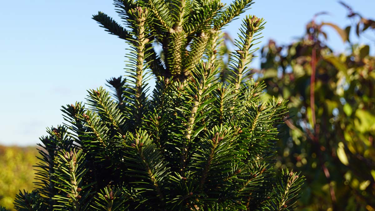 Abies alba 'Pyramidalis' naalden