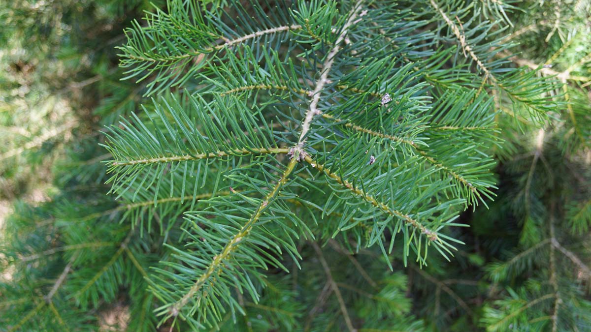 Abies concolor Tuinplanten twijg