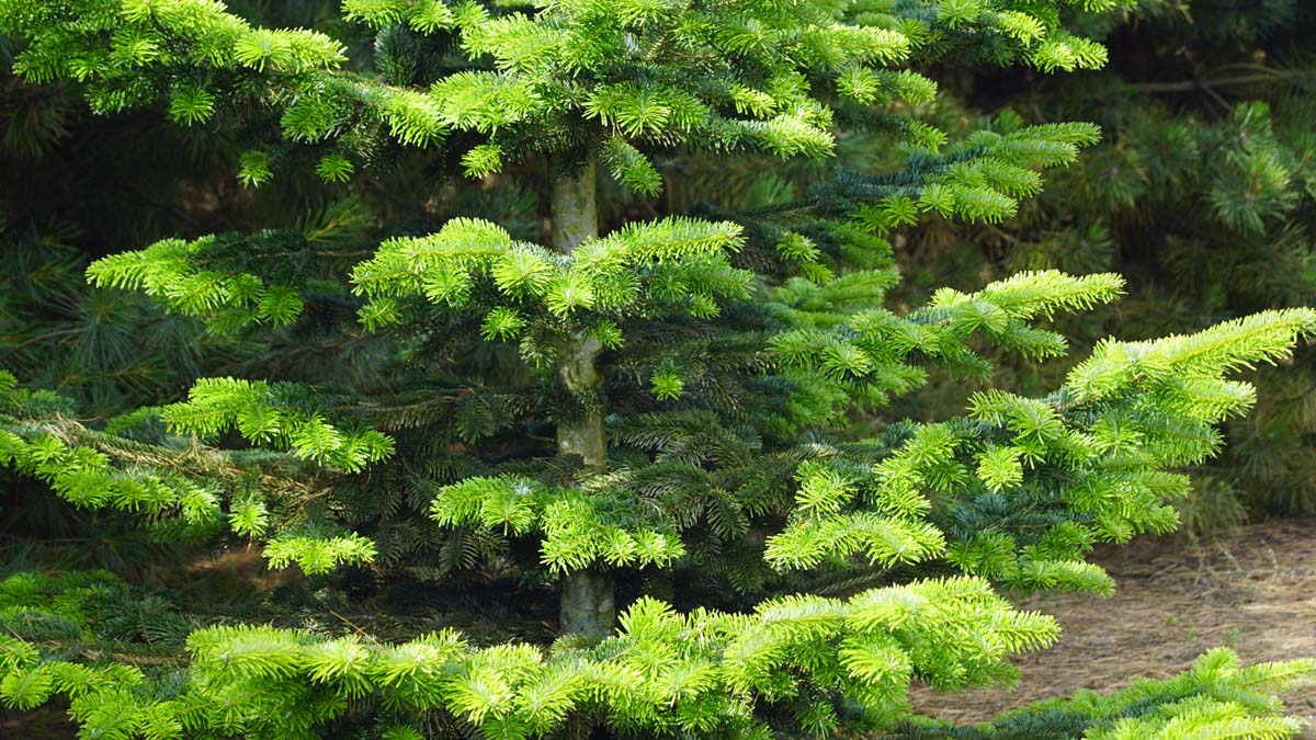 Abies nordmanniana op stam stam