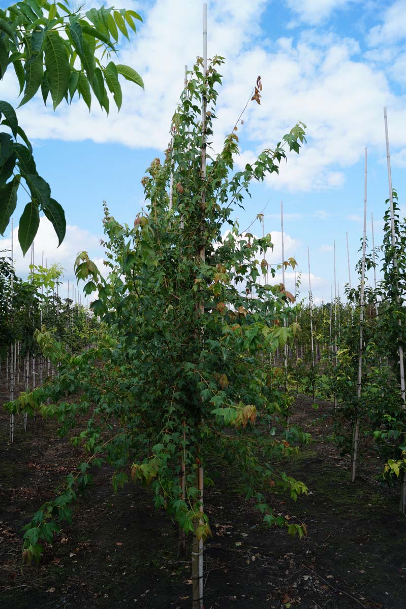 Acer buergerianum meerstammig / struik kroon