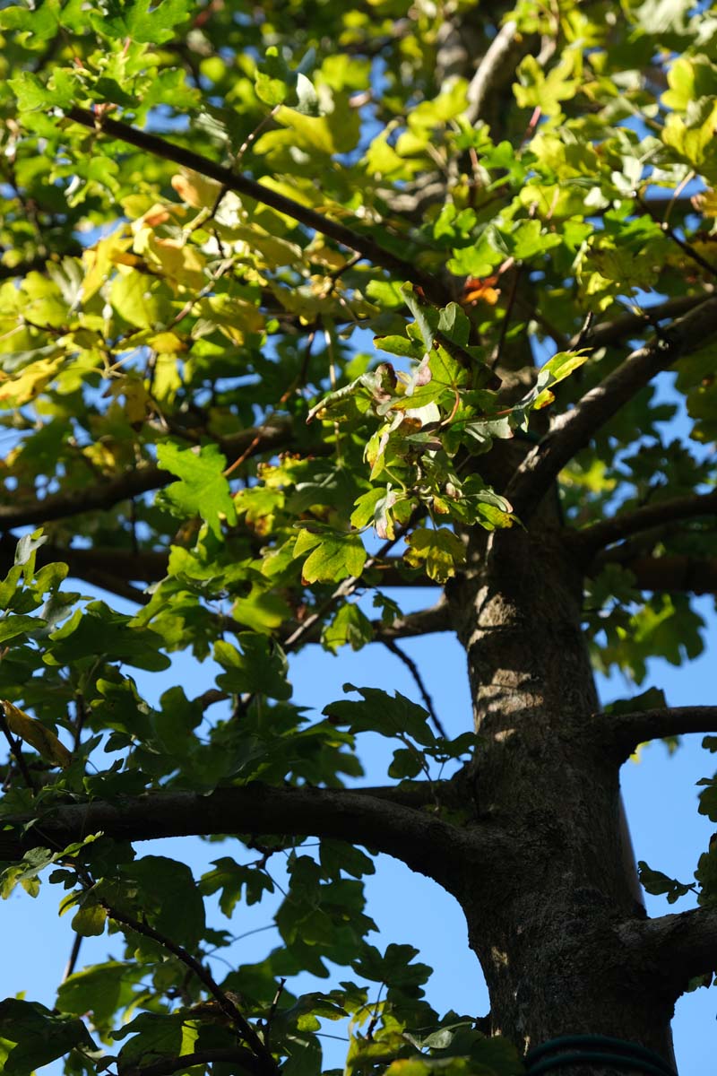 Acer campestre op stam stam