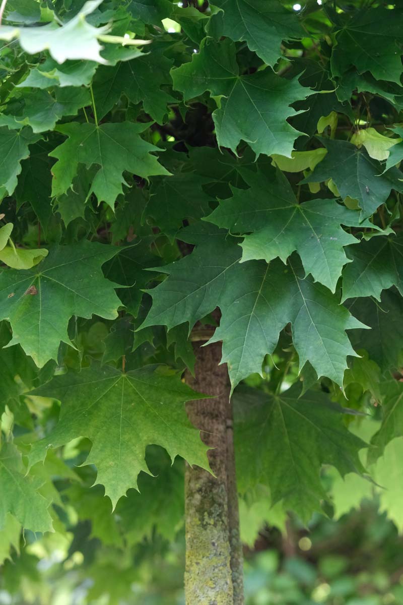 Acer campestre 'Green Column' op stam stam