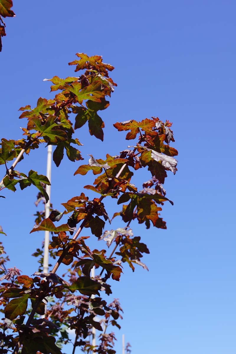 Acer campestre 'Red Shine' op stam twijg