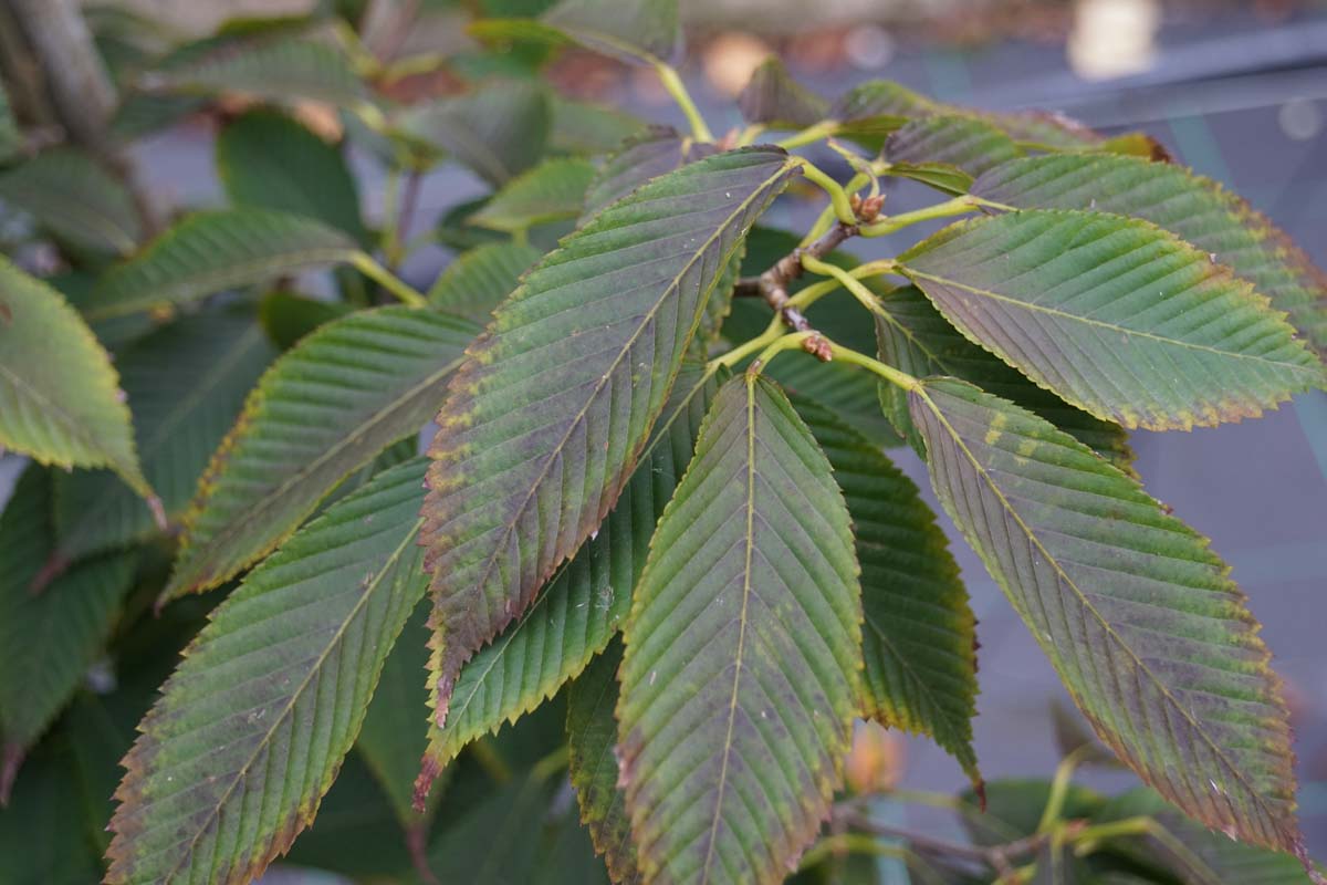 Acer carpinifolium meerstammig / struik blad