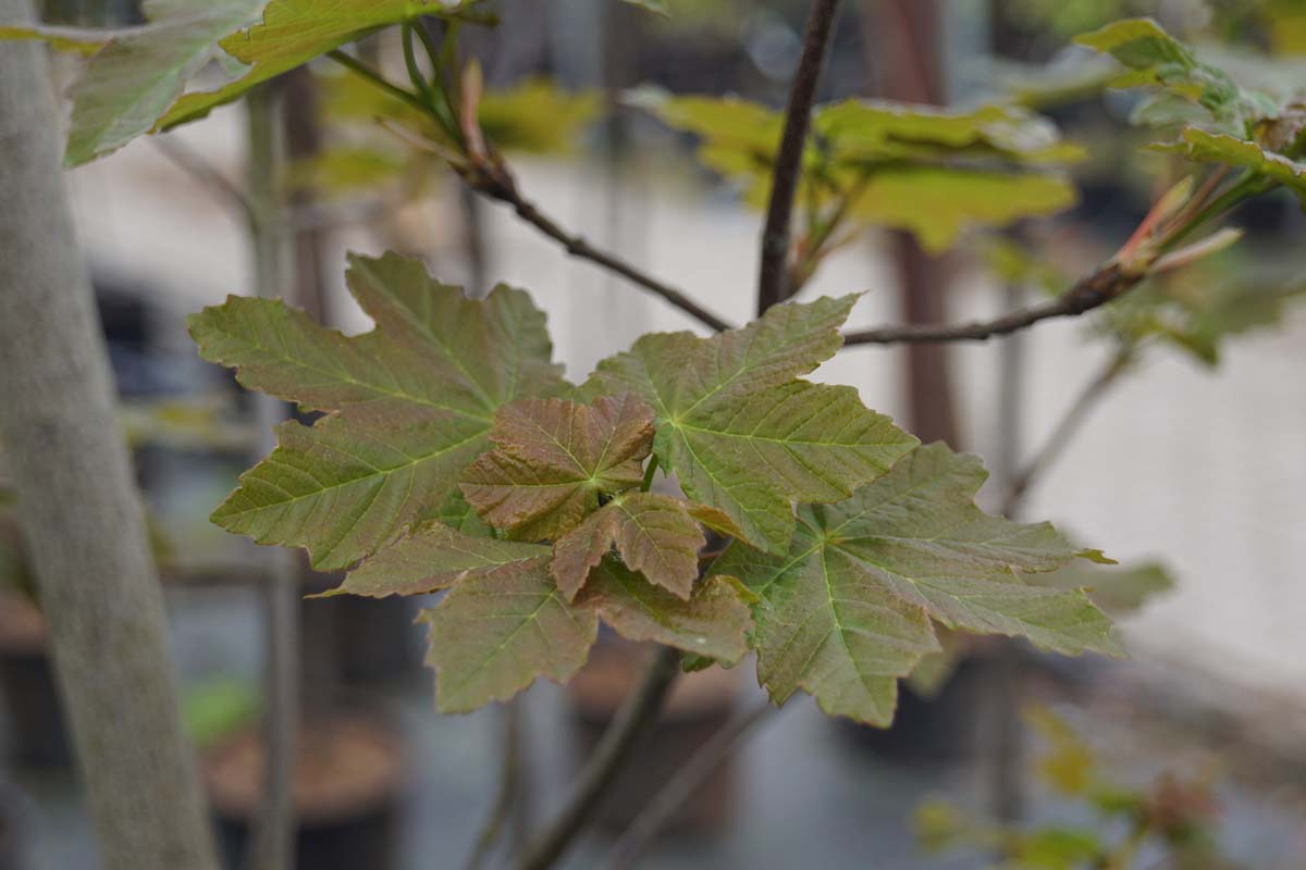 Acer opalus Tuinplanten blad