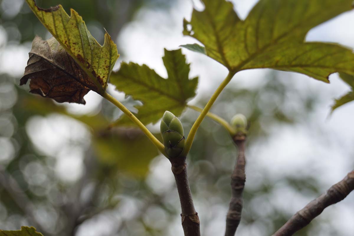 Acer pseudoplatanus 'Prinz Handjery' op stam blad