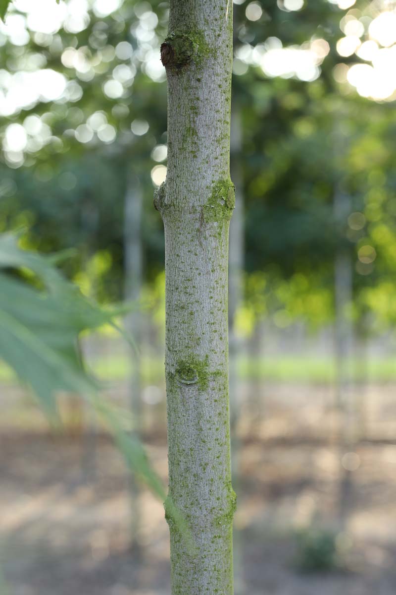 Acer rubrum 'Red King' op stam stam