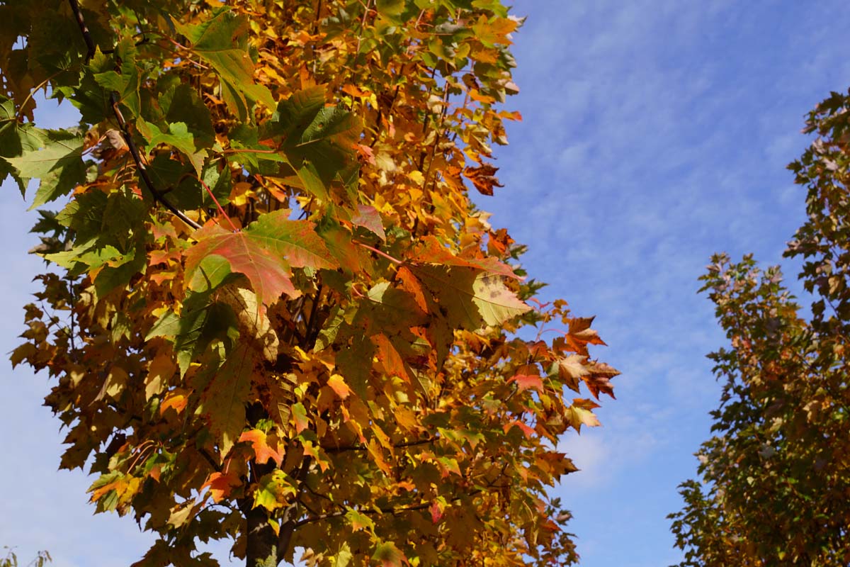 Acer rubrum 'Scanlon' op stam herfstkleur