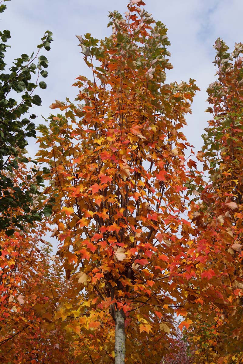 Acer rubrum 'Somerset' op stam herfstkleur
