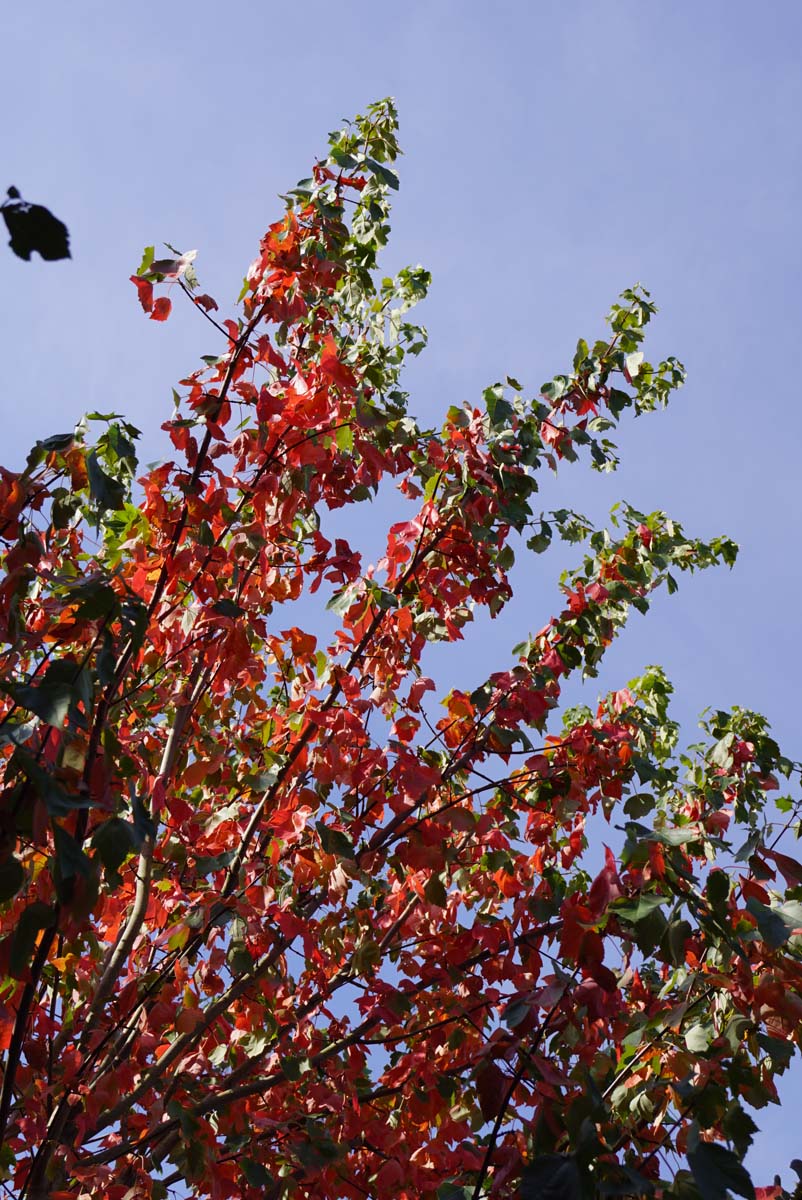 Acer rubrum 'Tilford' op stam twijgen