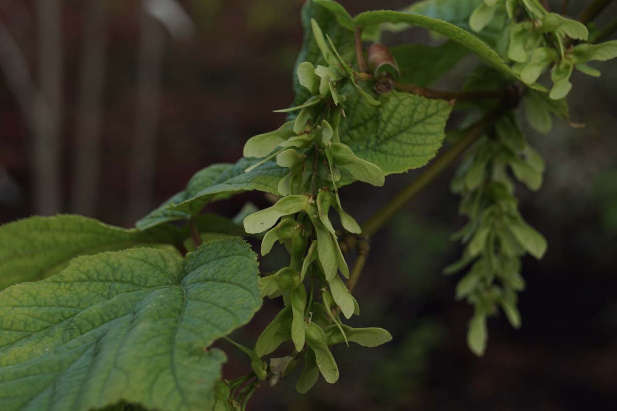 Acer rufinerve solitair vilnders