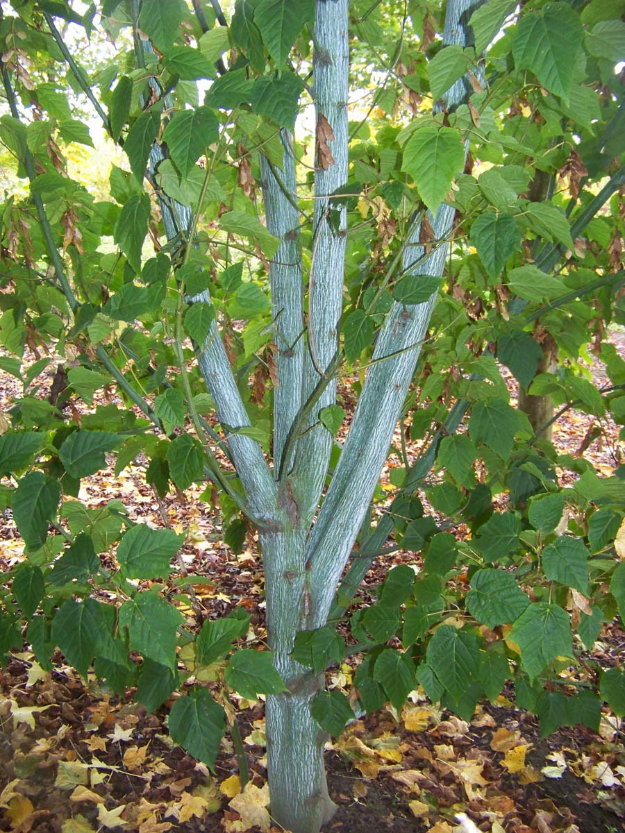 Acer rufinerve op stam stam