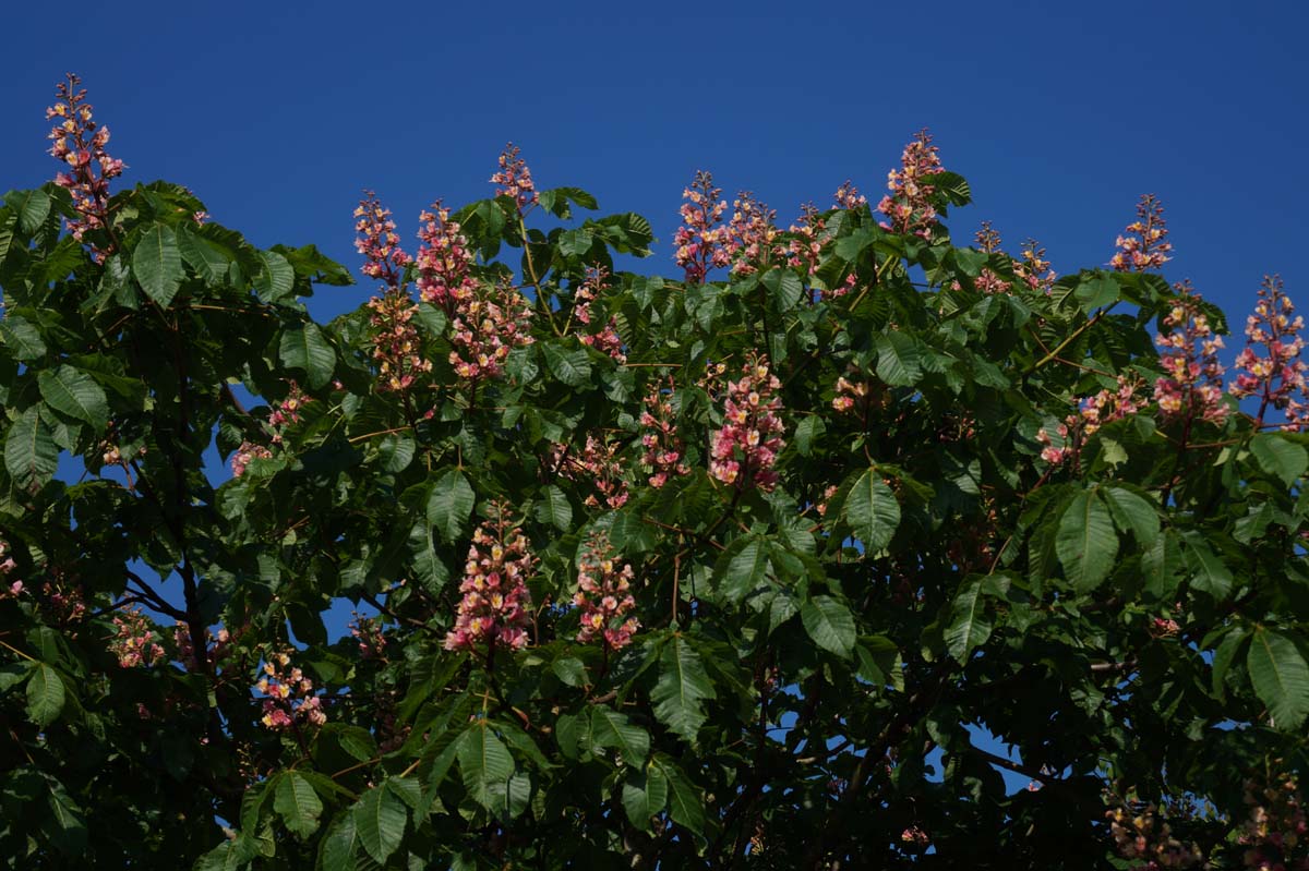 Aesculus carnea 'Briotii' dakboom bloesem