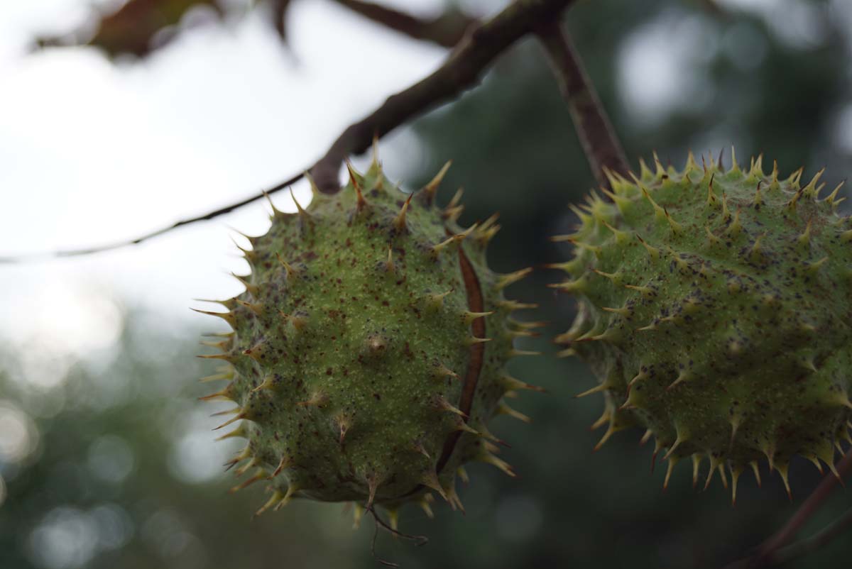 Aesculus mutabilis 'Induta' op stam bolster