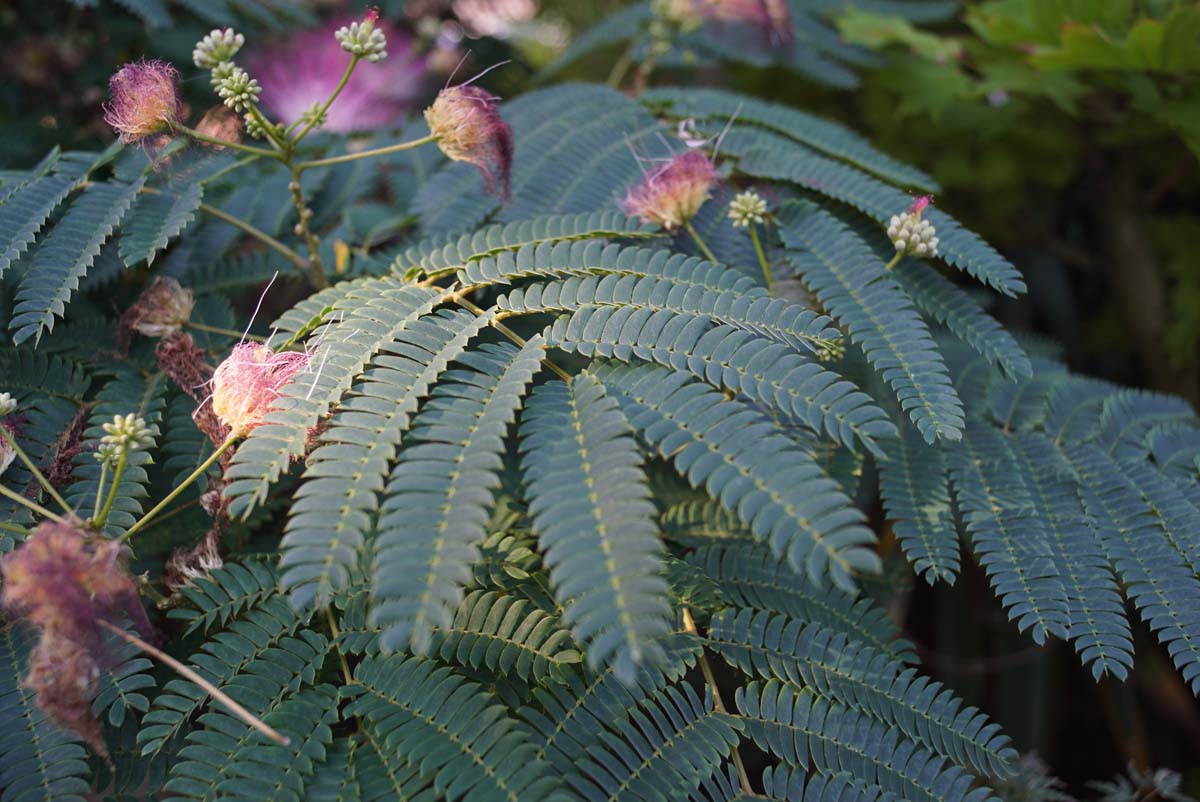 Albizia julibrissin op stam bloesem