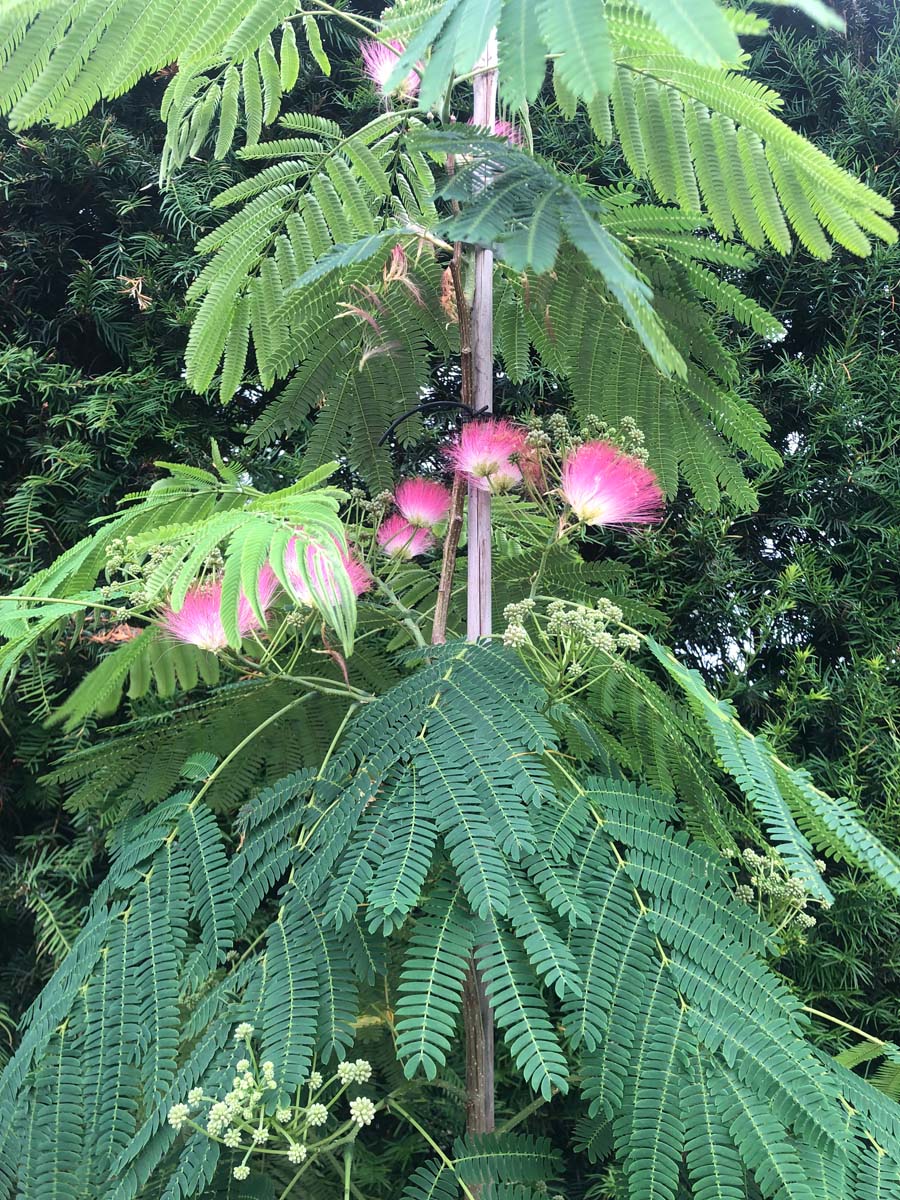 Albizia julibrissin 'Boubri' op stam blad