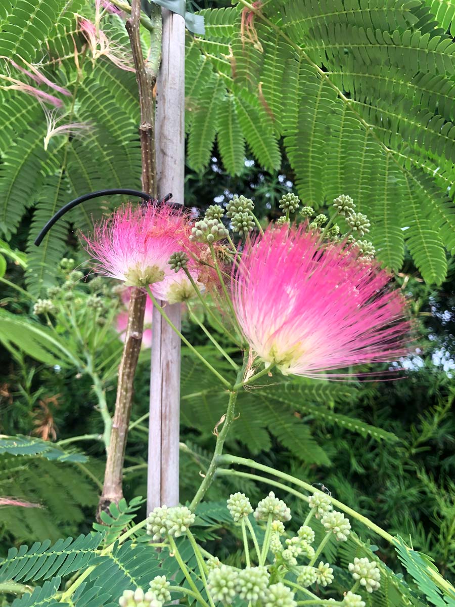 Albizia julibrissin 'Boubri' op stam bloem