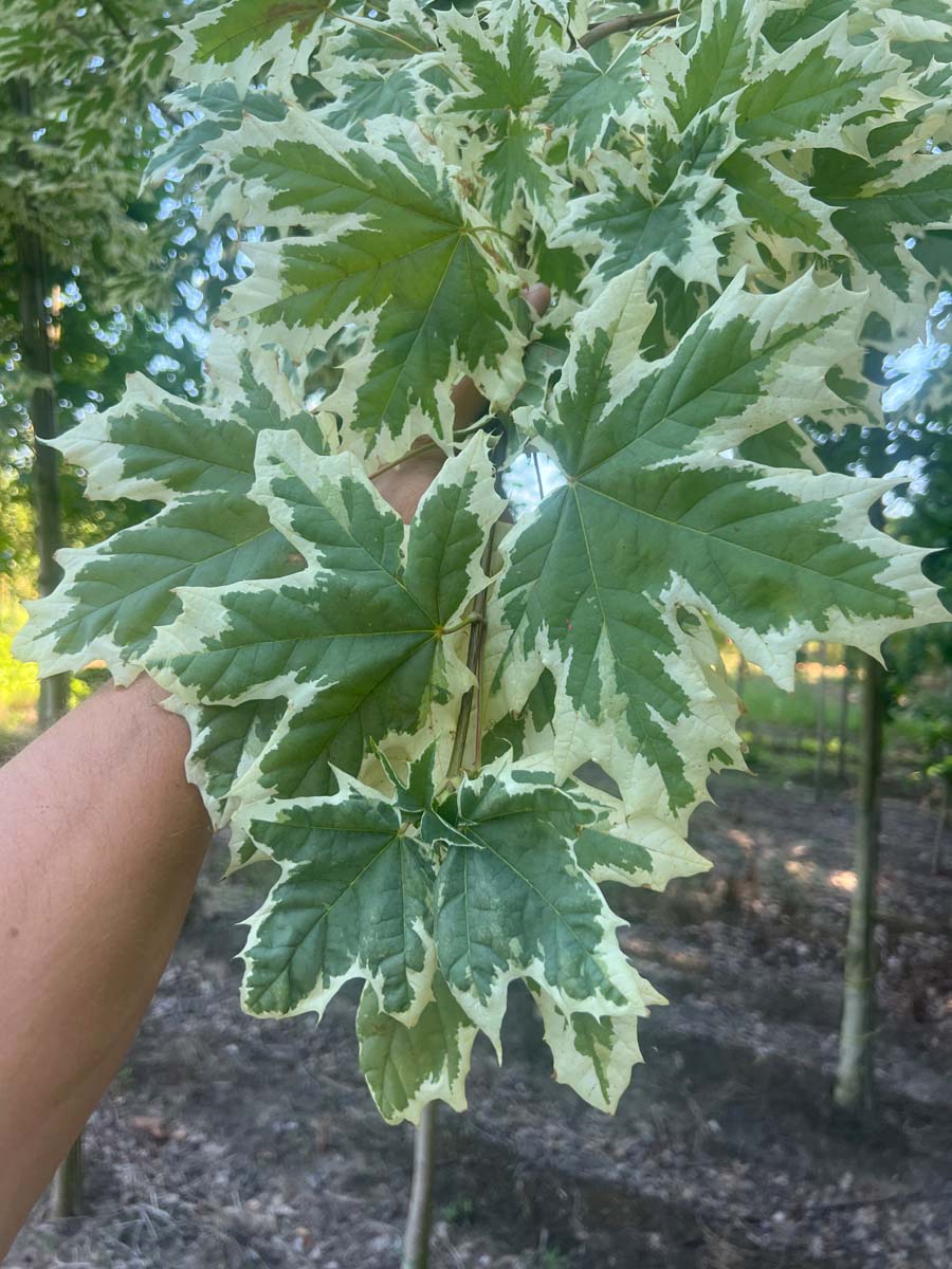 Acer platanoides 'Drummondii' Tuinplanten blad