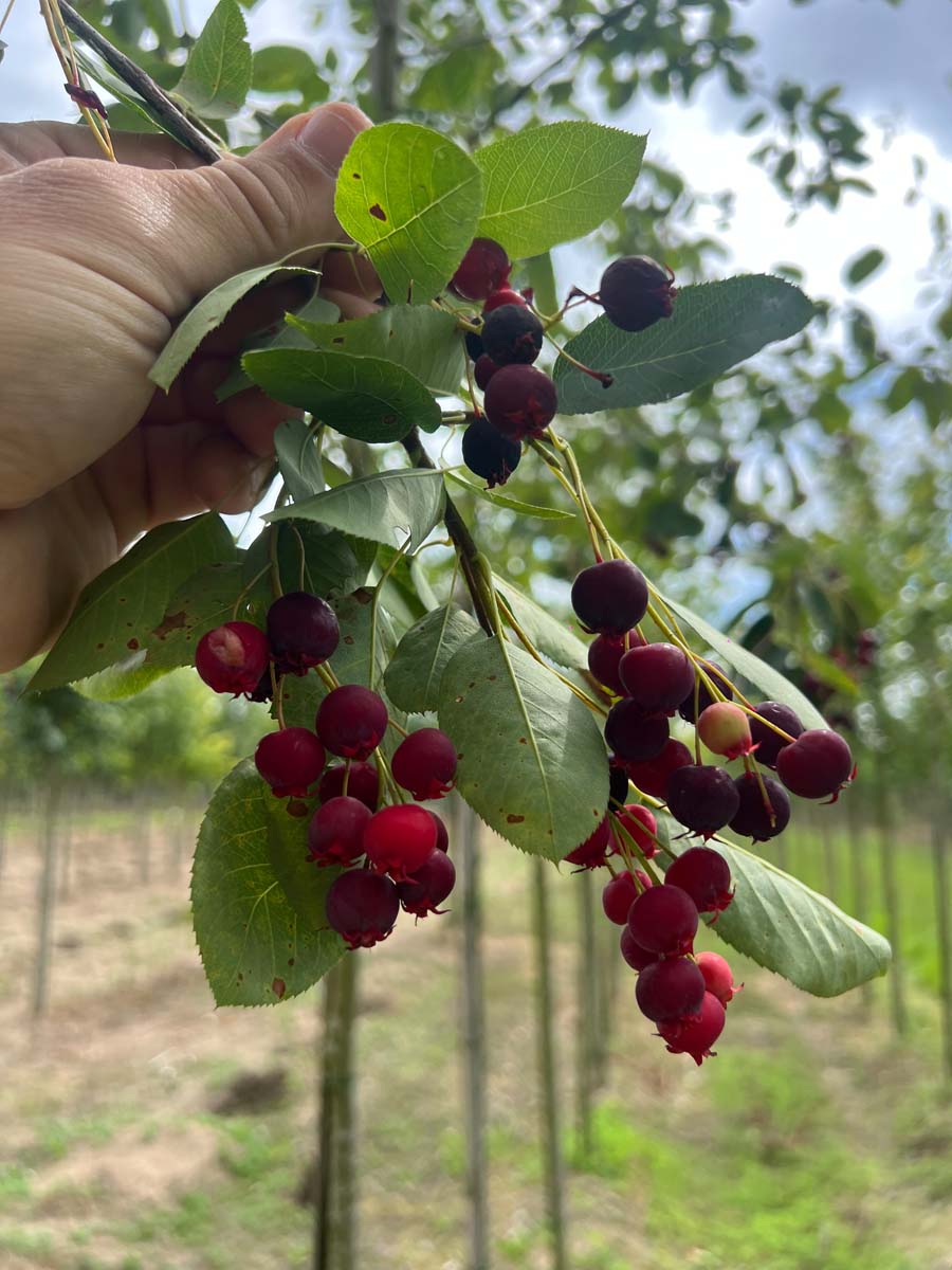 Amelanchier 'Ballerina' op stam vrucht