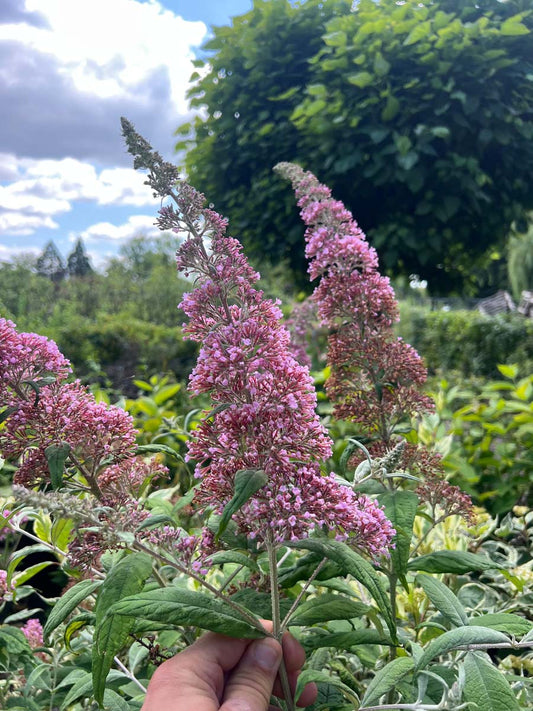 Buddleja davidii 'Pink Delight' haagplant bloem